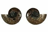 Cut & Polished, Agatized Ammonite Fossil - Madagascar #344087-1